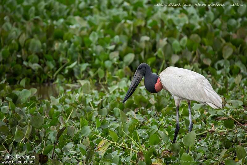 Jabiru d'Amériqueadulte, habitat, pêche/chasse