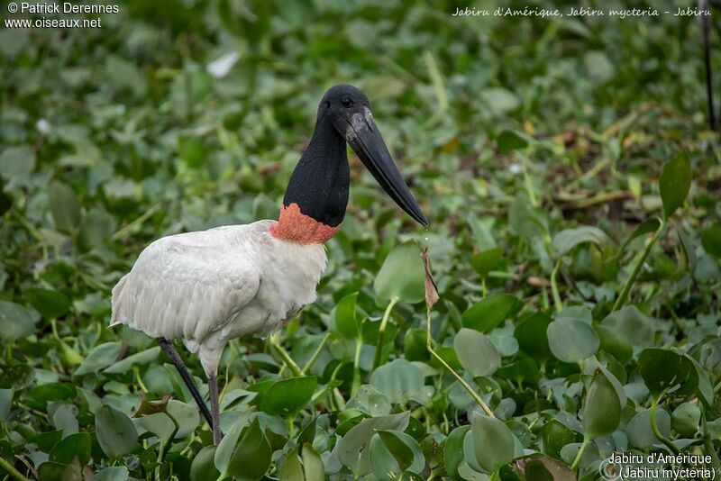 Jabiru d'Amérique, identification, habitat