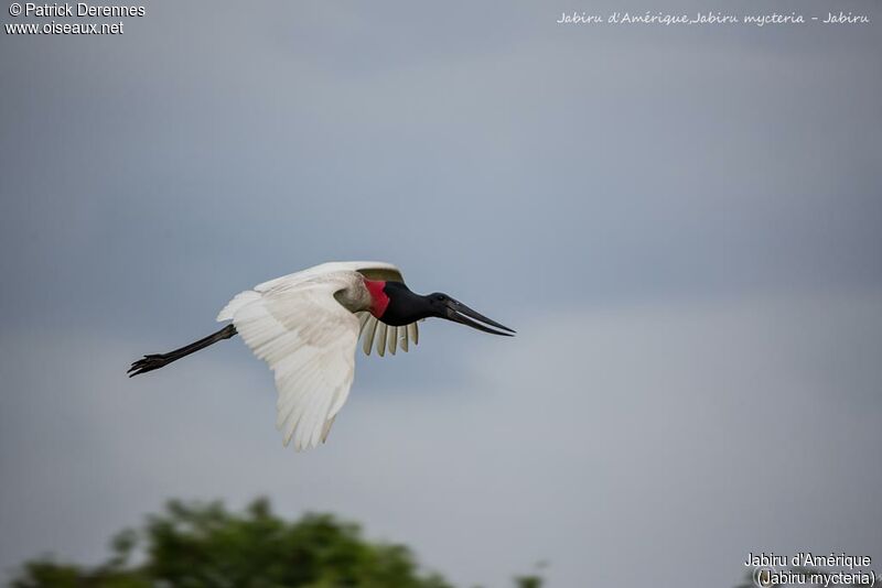 Jabiru d'Amérique, Vol