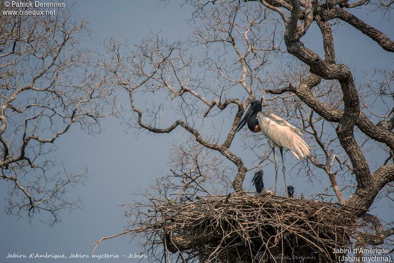 Jabiru, identification, habitat, Reproduction-nesting