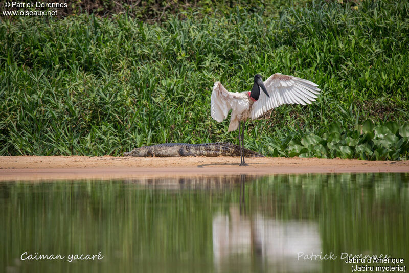 Jabiru d'Amérique, identification, habitat, composition