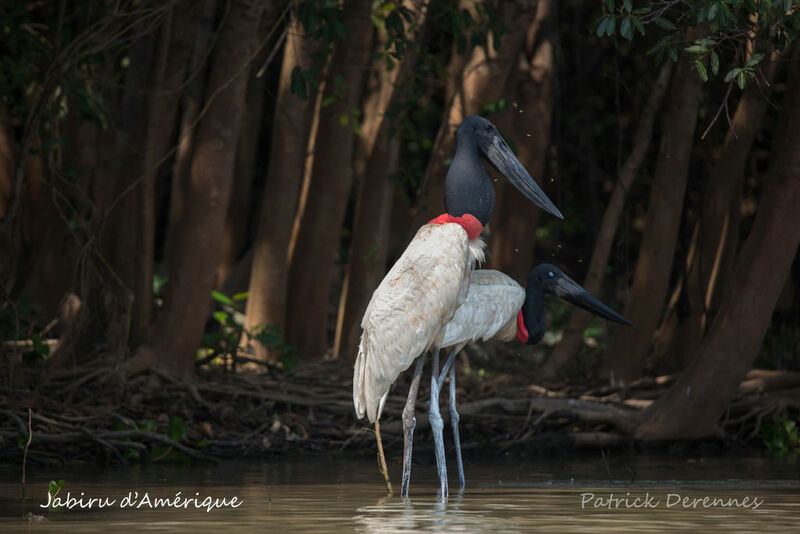 Jabiru d'Amériqueadulte, habitat