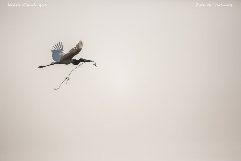 Jabiru d'Amérique, identification, Vol, Nidification