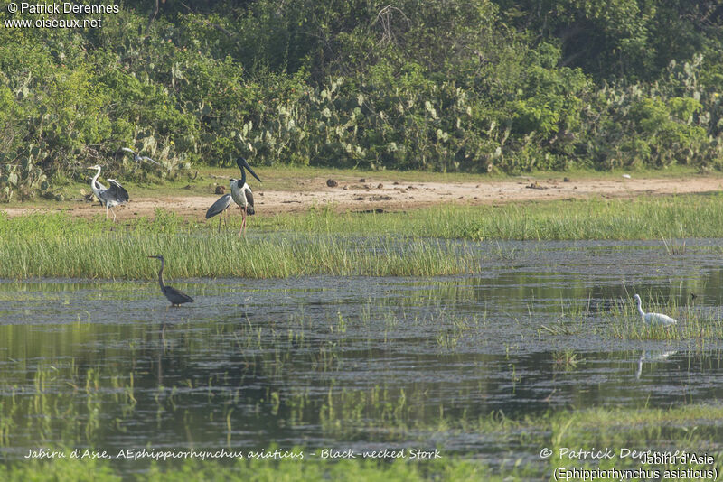 Black-necked Stork, identification, habitat