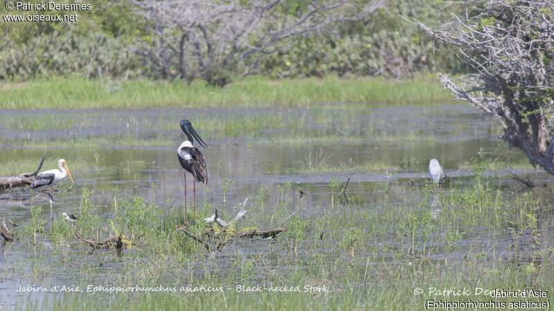 Jabiru d'Asie, identification, habitat