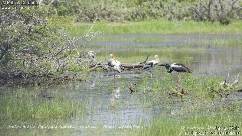 Black-necked Stork, identification, habitat, drinks