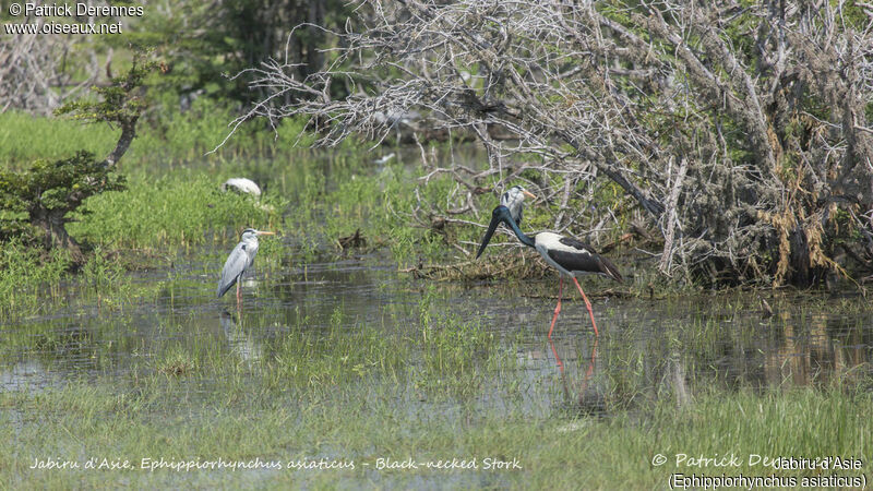 Jabiru d'Asie, identification, habitat, marche