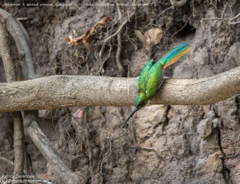 Jacamar à queue rousseadulte, Nidification