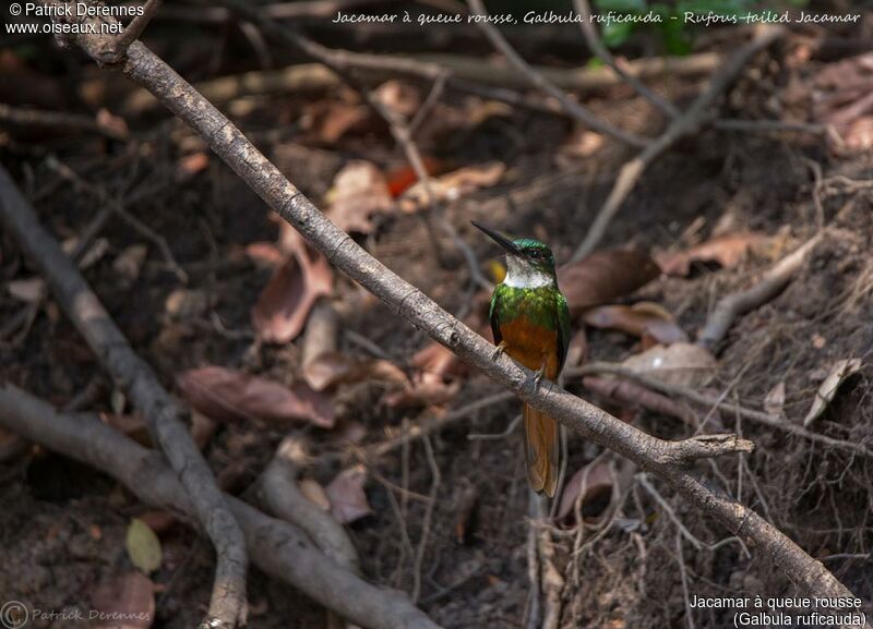 Jacamar à queue rousse, identification, habitat