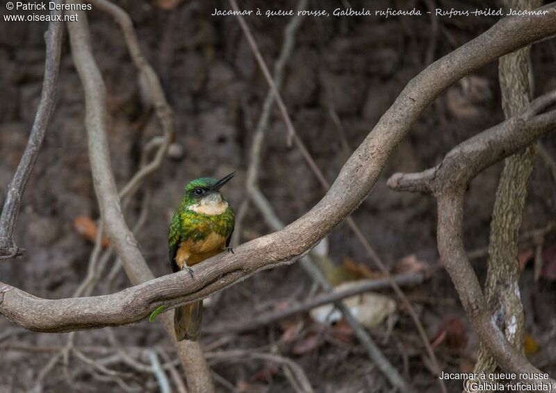 Rufous-tailed Jacamar, identification, habitat