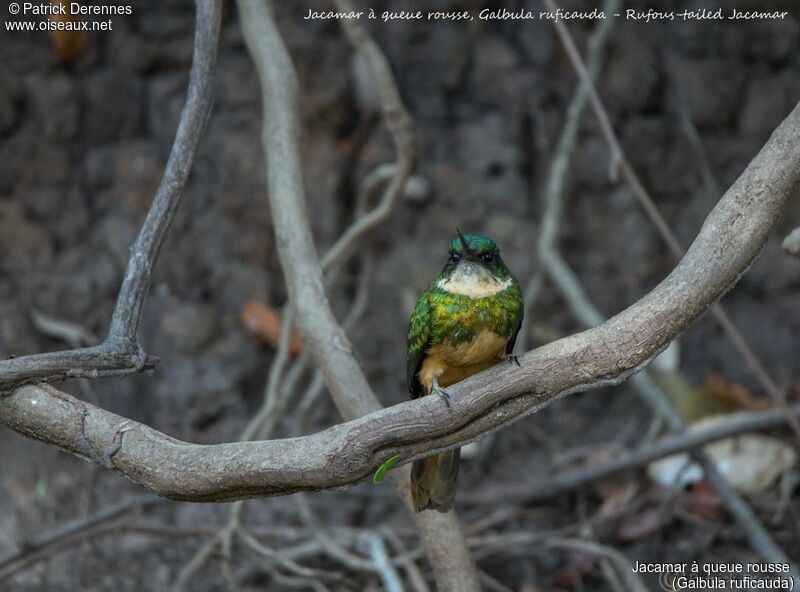 Jacamar à queue rousse, identification, habitat