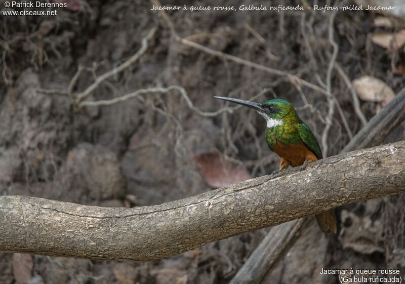 Jacamar à queue rousse, identification, habitat