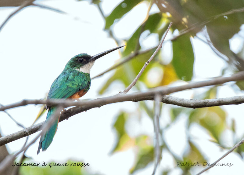 Rufous-tailed Jacamar, identification, habitat