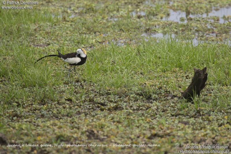 Jacana à longue queue, identification, habitat