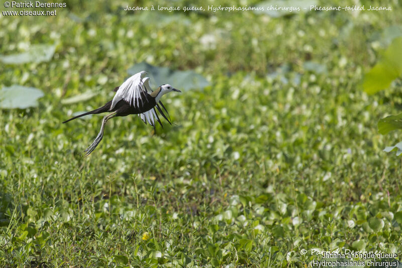 Jacana à longue queue, identification, habitat, composition, Vol