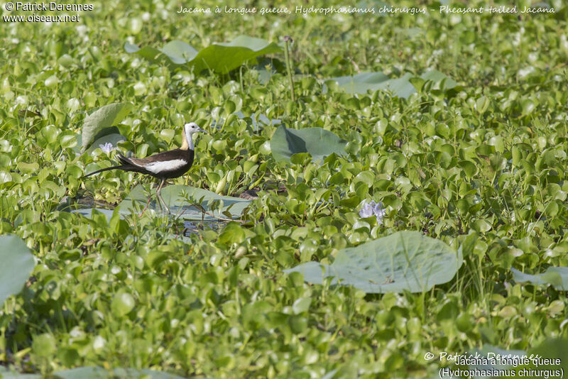 Pheasant-tailed Jacana, identification, habitat