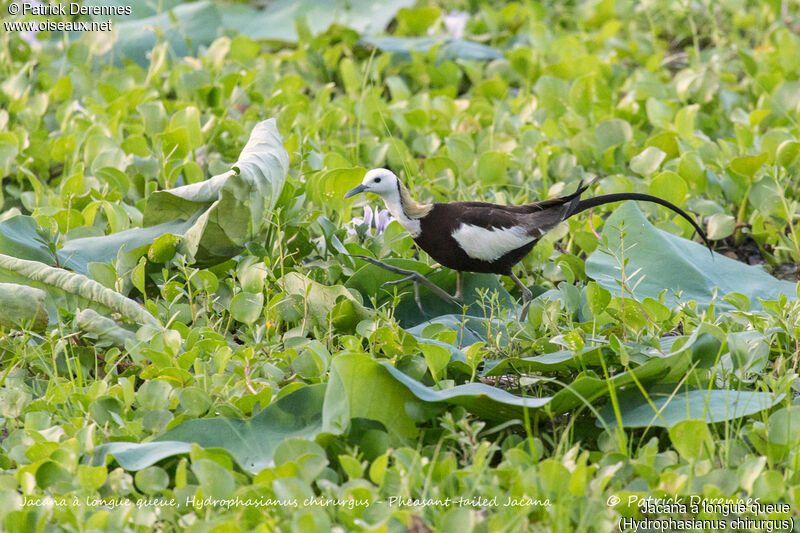 Jacana à longue queue, identification, habitat, marche