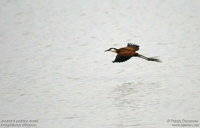 African Jacana