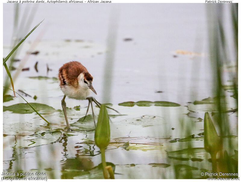 Jacana à poitrine dorée1ère année