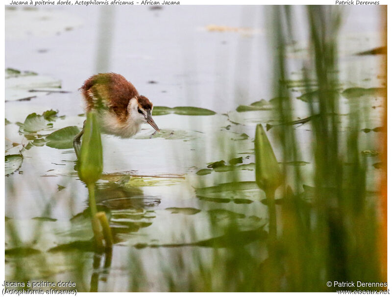 Jacana à poitrine dorée