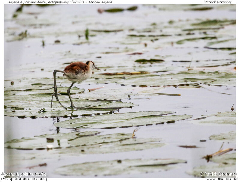 Jacana à poitrine dorée1ère année, identification, Comportement