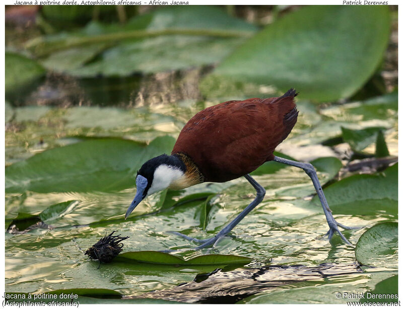 Jacana à poitrine doréeadulte, identification, Comportement