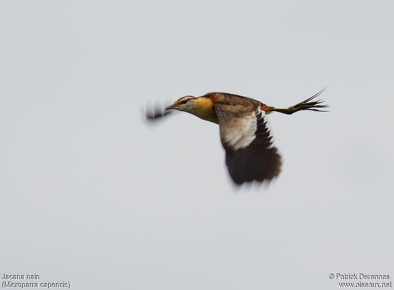 Lesser Jacana, Flight