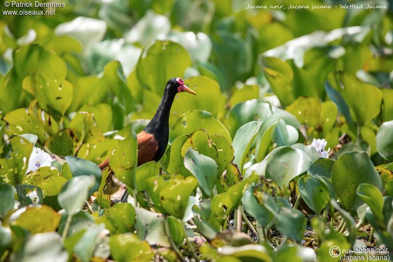 Wattled Jacana, identification, habitat