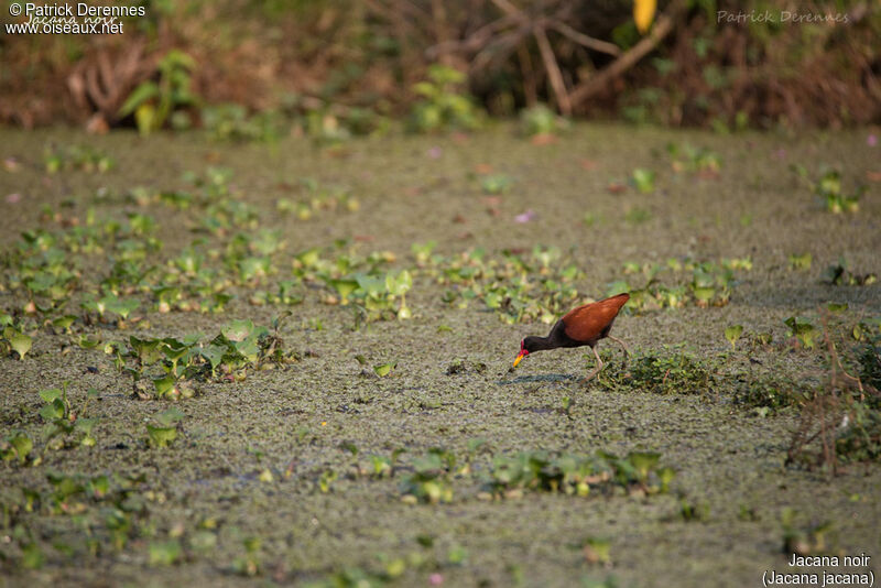 Wattled Jacana, identification, habitat