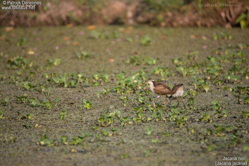 Wattled Jacanajuvenile, identification, habitat