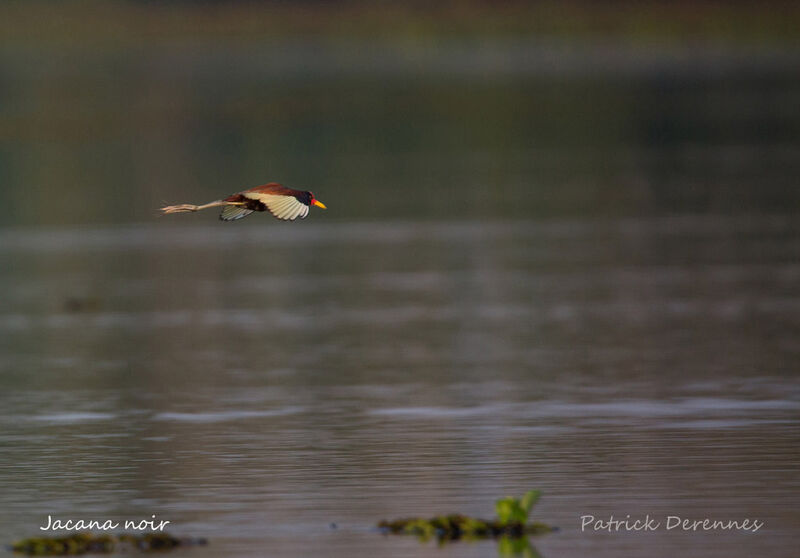 Jacana noir, identification, habitat, Vol