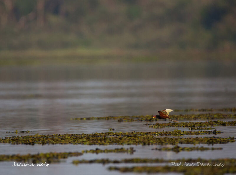 Wattled Jacana, identification, habitat, Flight