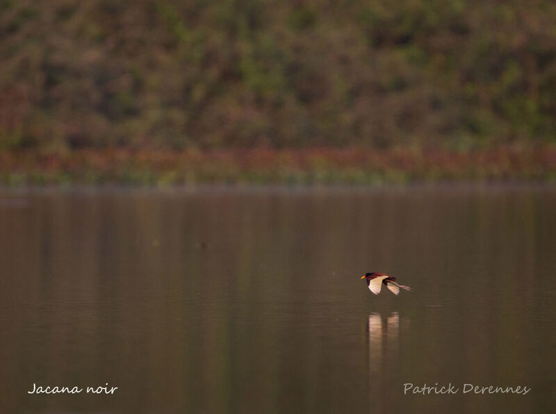 Jacana noiradulte, identification, habitat, Vol