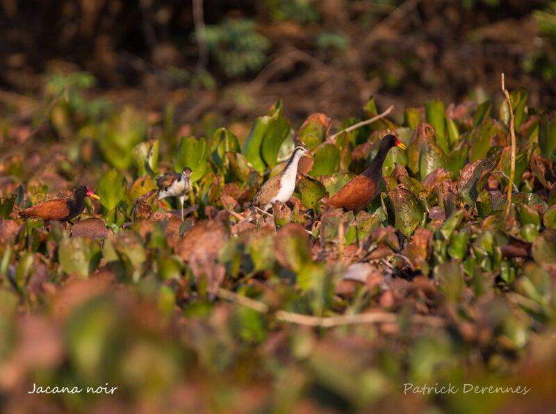 Jacana noir, identification, habitat