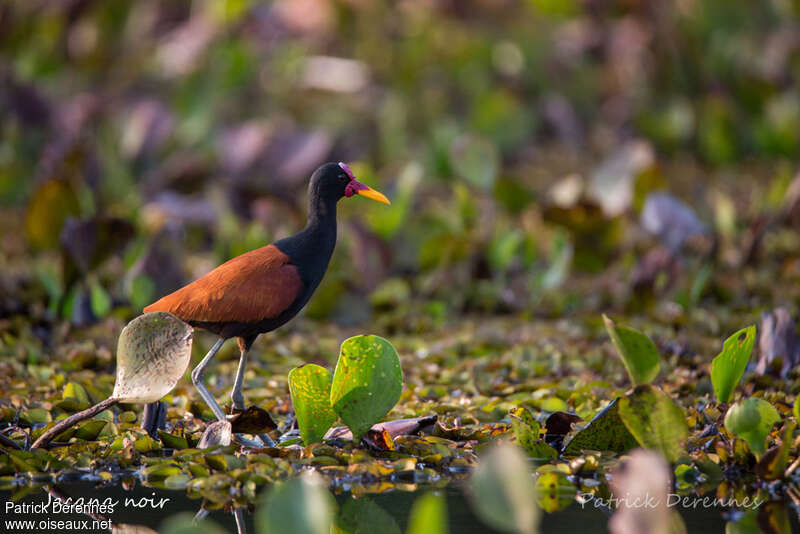 Wattled Jacanaadult, identification