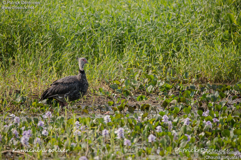 Southern Screamer, identification, habitat