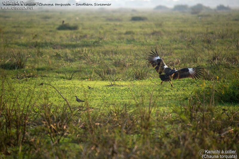 Kamichi à collier, identification, habitat