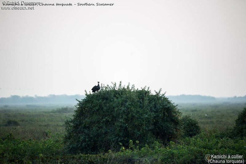 Kamichi à collier, habitat