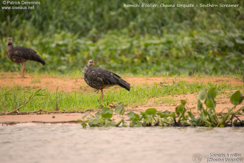 Kamichi à collier, identification, habitat