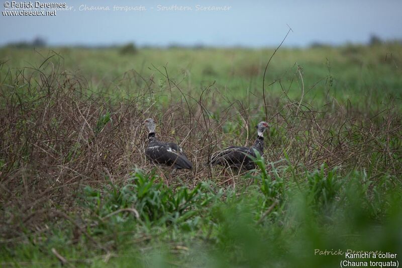 Southern Screamer, identification, habitat