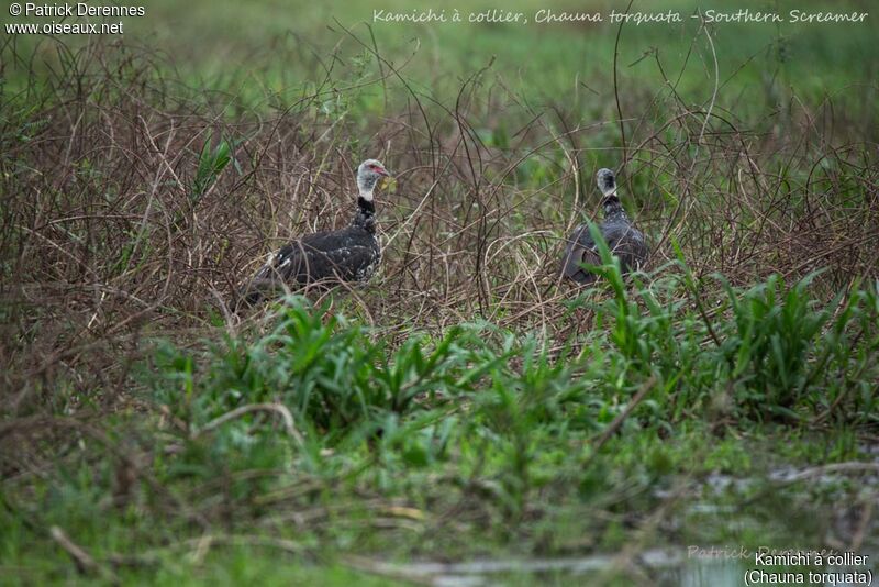 Kamichi à collier, identification, habitat