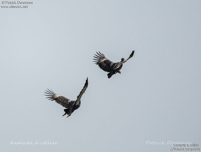 Southern Screamer, Flight