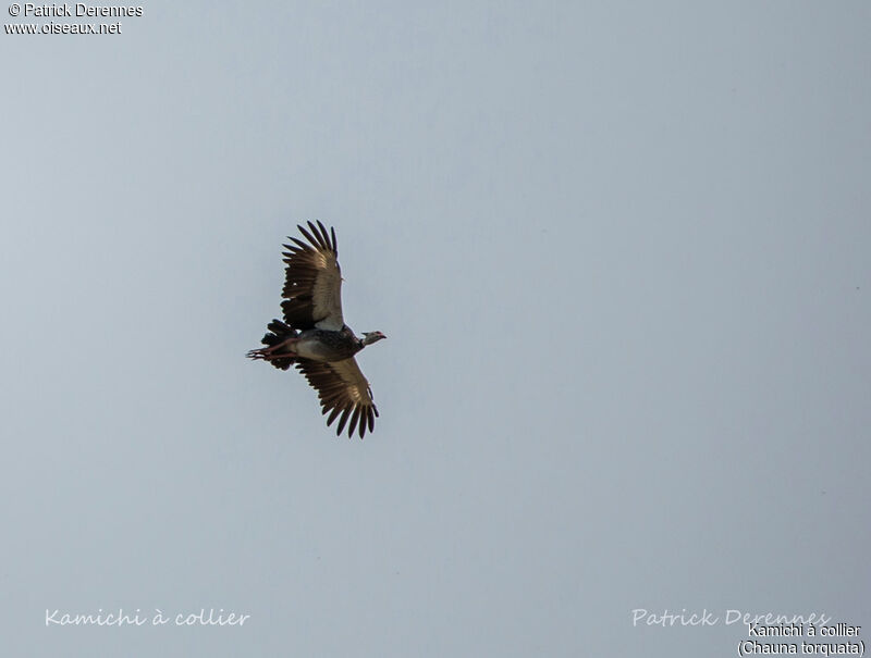 Southern Screamer, Flight