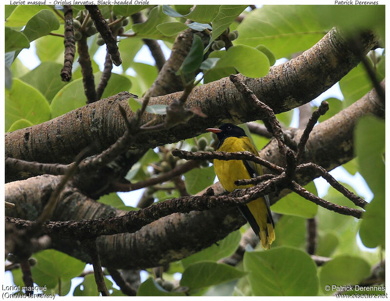 Black-headed Orioleadult, identification