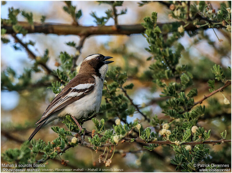 White-browed Sparrow-Weaveradult, identification