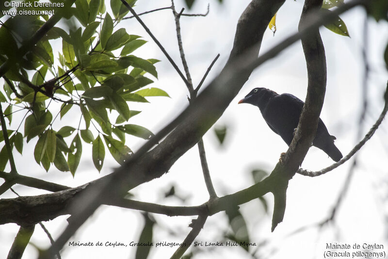 Mainate de Ceylan, identification