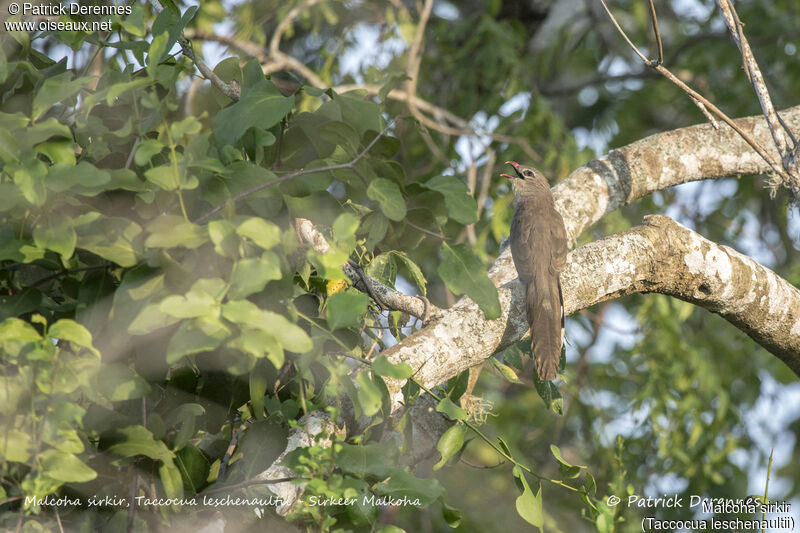 Sirkeer Malkoha, identification, habitat, song