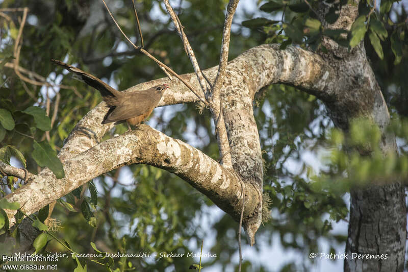 Sirkeer Malkohaadult, habitat, song