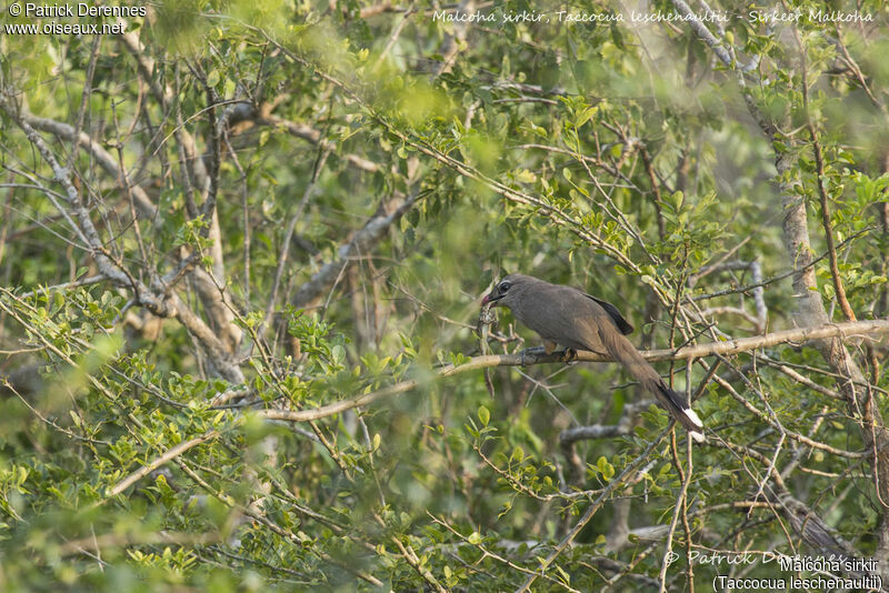 Sirkeer Malkoha, identification, habitat, feeding habits, eats