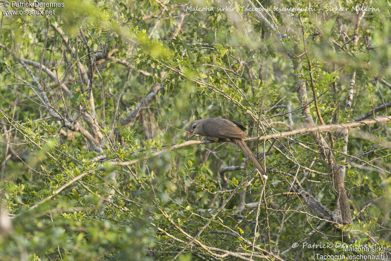 Malcoha sirkir, identification, habitat